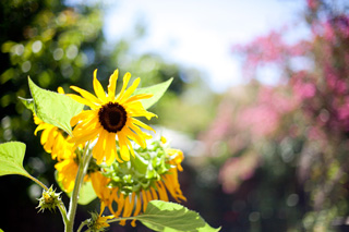 Sun Flower